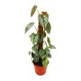 Exotenherz Philodendron Silberblatt am Moosstab im 17cm Topf.
