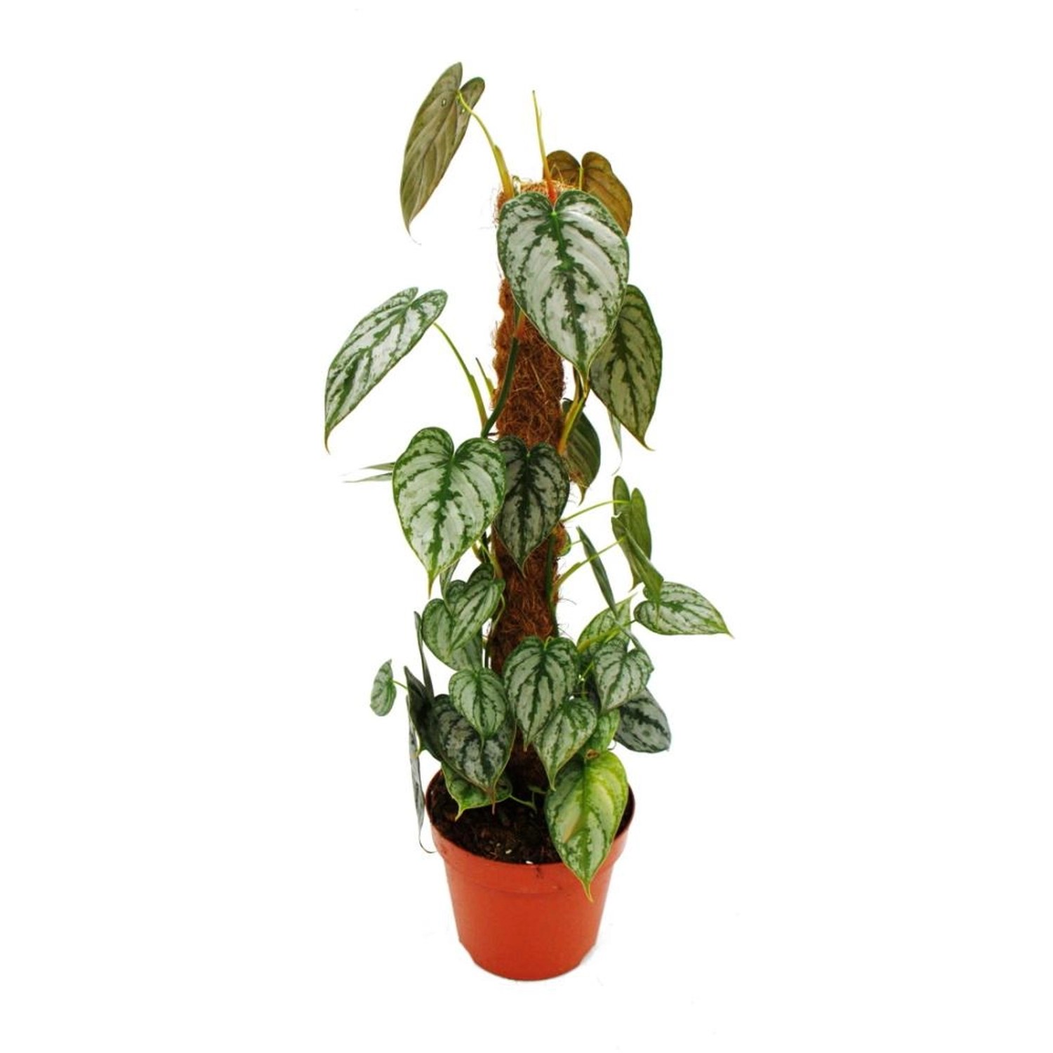 Exotenherz Philodendron Brandtianum Silberblatt Baumfreund 17cm Topf am Moosstab