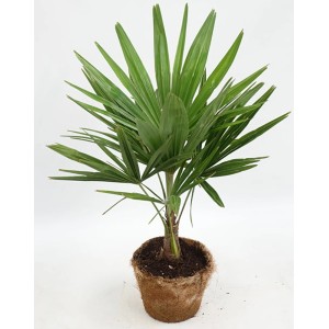 Grüne Hanfpalme im Kokostopf von GROW by OBI, Höhe 60-80cm, ideal als Zimmerpflanze.