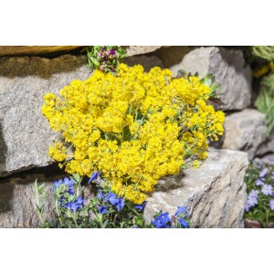 Leuchtend gelbes Steinkraut 'Goldkugel' (Alyssum Saxatile) im 9x9 cm Topf, blühende Zimmerpflanze.