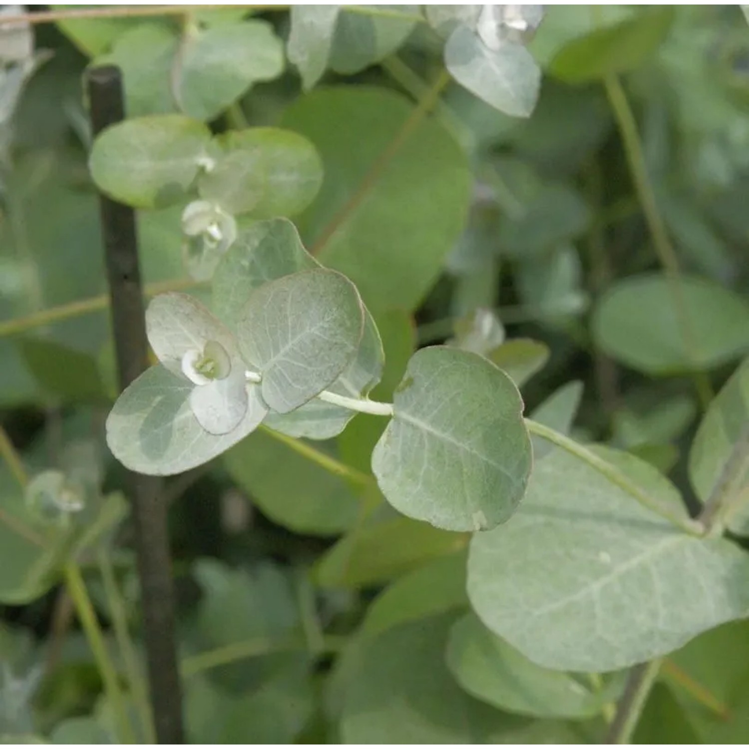 Echter Eukalyptus 30-40cm - Eucalyptus gunnii