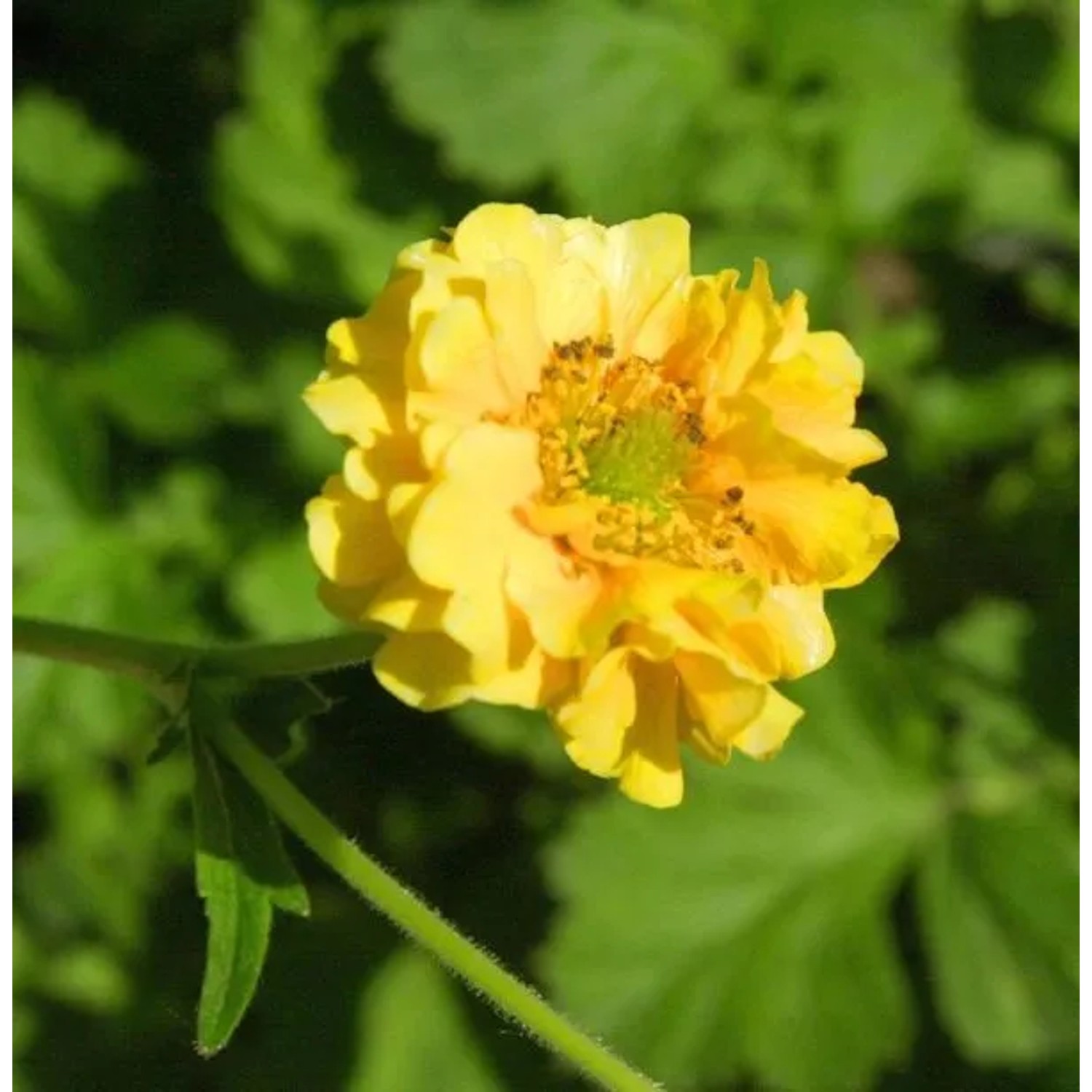 Nelkenwurz Goldball - Geum chiloense
