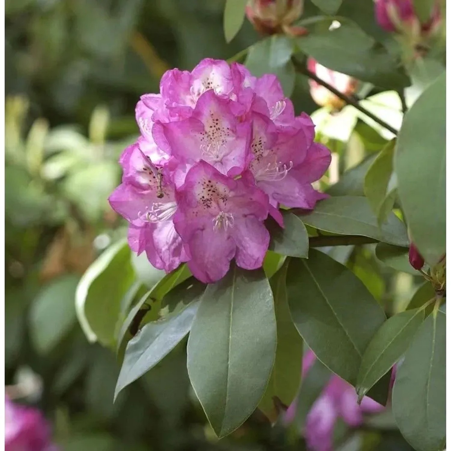 Image of INKARHO - Rhododendron Andrea 25-30cm - Alpenrose