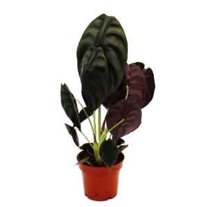 Alocasia Cuprea Red Secret im 12cm Topf, exotische Tropenwurz mit metallisch roten Blättern.