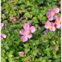 Japanische Herbstanemone Little Princess mit zartrosa Blüten und gelber Mitte im Garten.