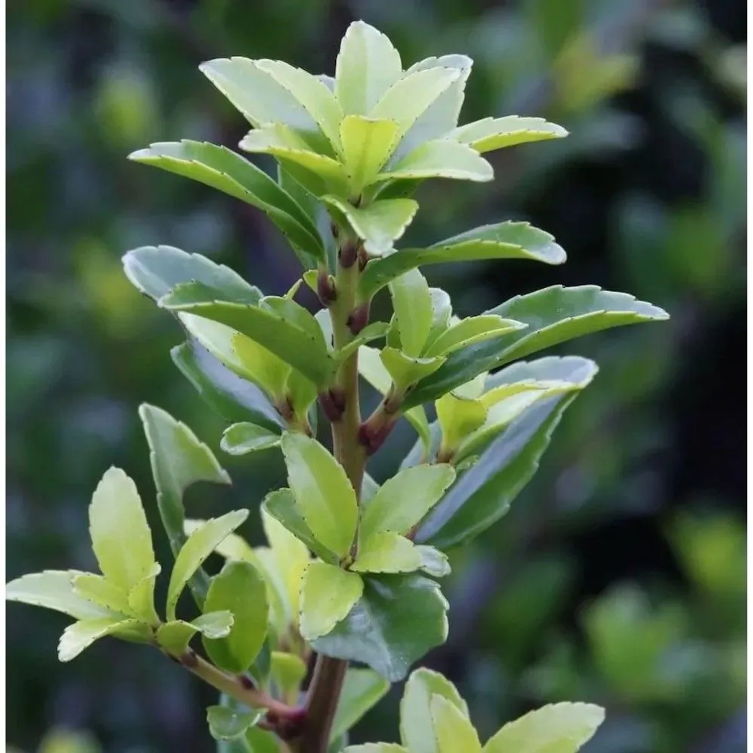 Hochstamm Chinesische Hecken Ilex 60-80cm - Ilex maximowicziana kanehirae
