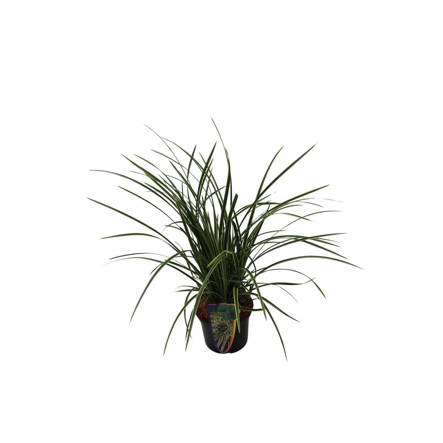 GROW by OBI Buntblättrige Segge Topf-Ø 17 cm Carex Feather Falls günstig online kaufen
