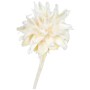 Cremefarbene Trockenblume Plumosum (20-35 cm) von Star Home Decor, ideal für Kränze und Gestecke.