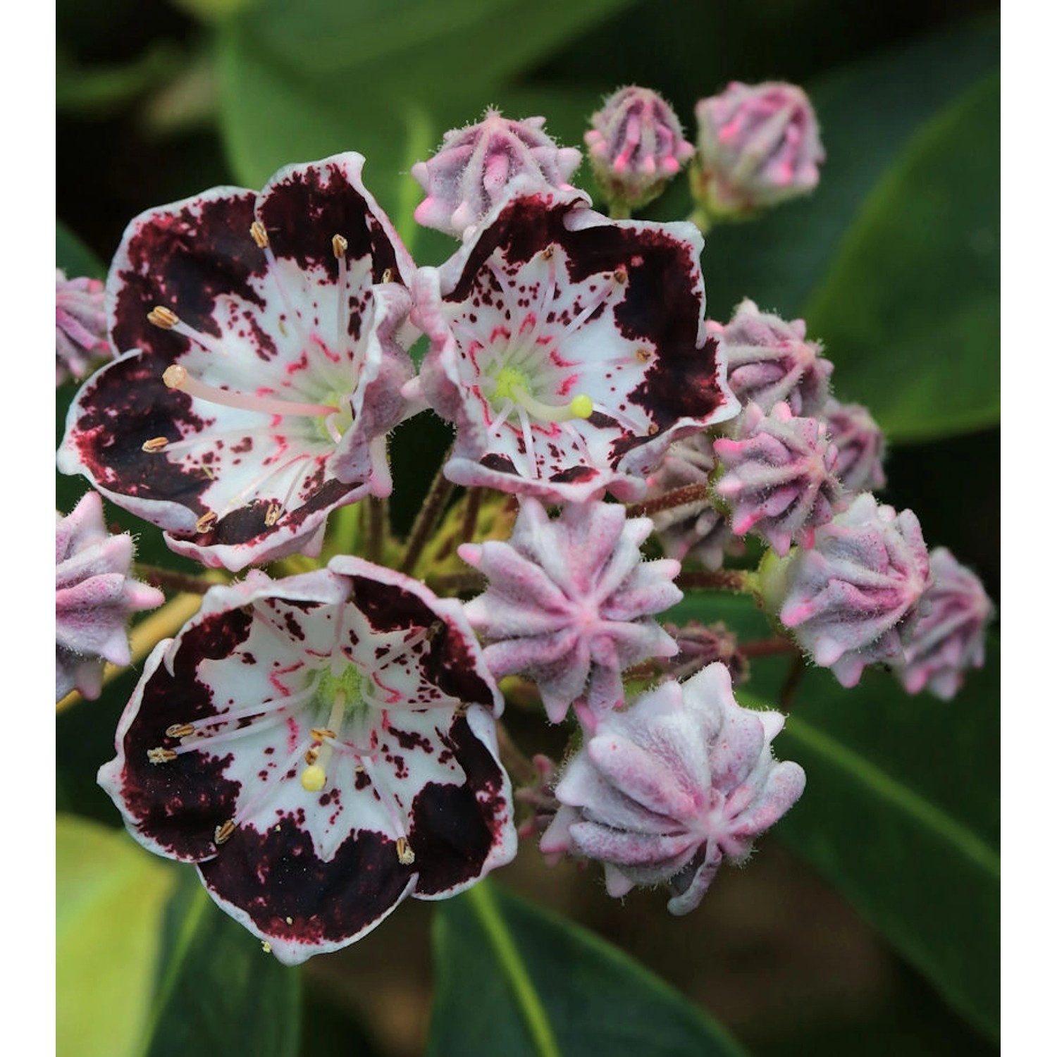 Berglorbeer Sterntaler 25-30cm - Kalmia latifolia günstig online kaufen