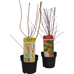 Zwei Fächerahorn 'Sangokaku' im Topf, rote Rinde im Winter, goldgelbes Herbstlaub.