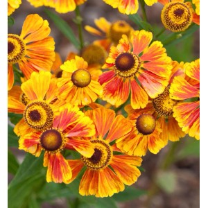 Nahaufnahme der Sonnenbraut 'Flammenrad' mit orange-gelben Blüten und brauner Mitte.