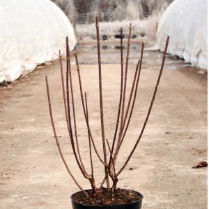 Rispenhortensie Pinky Winky im Topf, ohne Blätter. Winterhart und bereit für den Garten.