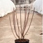 Rispenhortensie Pinky Winky im Topf, ohne Blätter. Winterhart und bereit für den Garten.