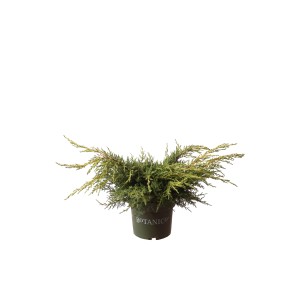 China-Wacholder 'Daub's Frosted' im Topf, grüne und gelbe Nadeln, ca. 25 cm hoch.