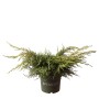 China-Wacholder 'Daub's Frosted' im Topf, grüne und gelbe Nadeln, ca. 25 cm hoch.