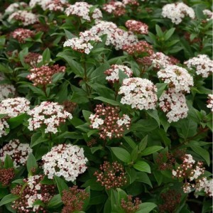 Mittelmeer Schneeball 'Spirit', 80-100cm, mit weißen Blüten und grünen Blättern.