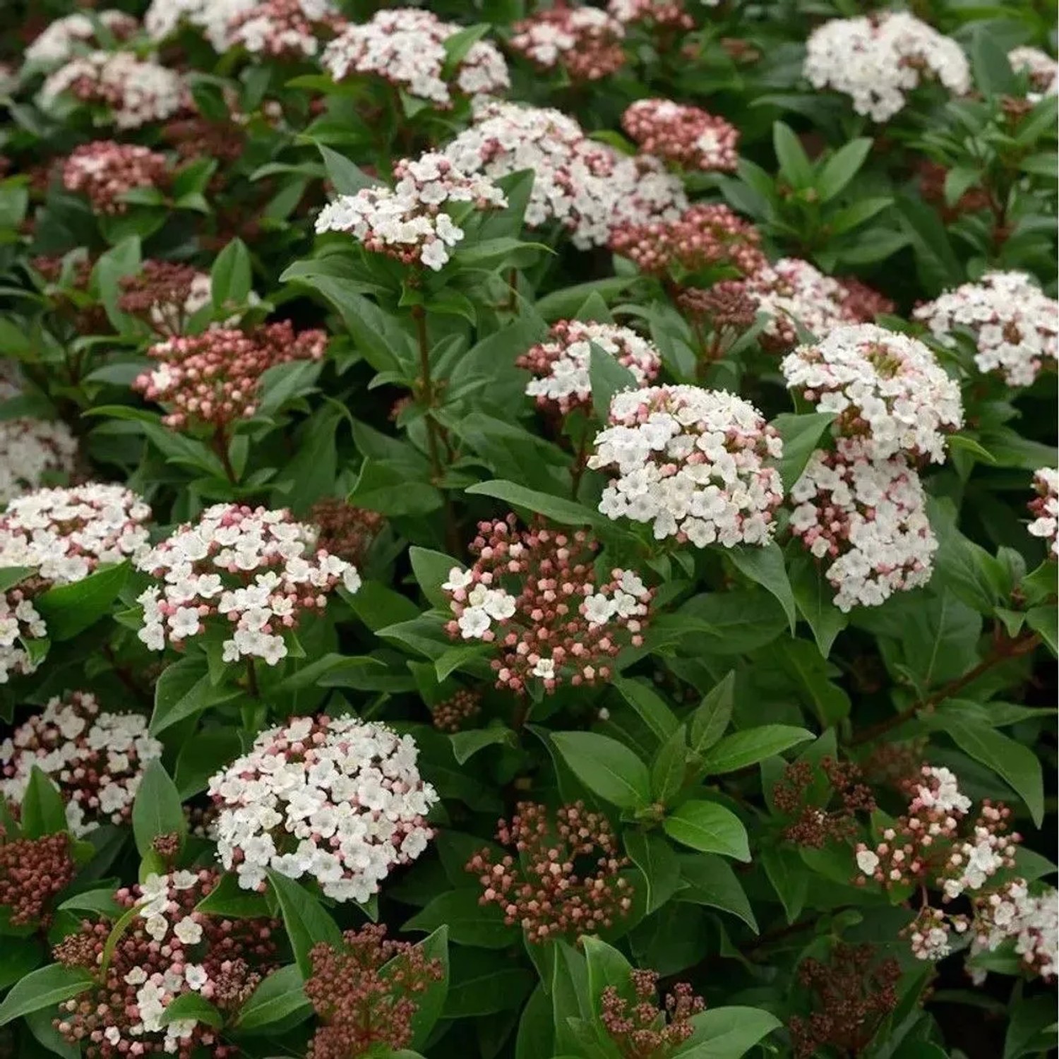 Mittelmeer Schneeball Spirit 80-100cm - Viburnum tinus