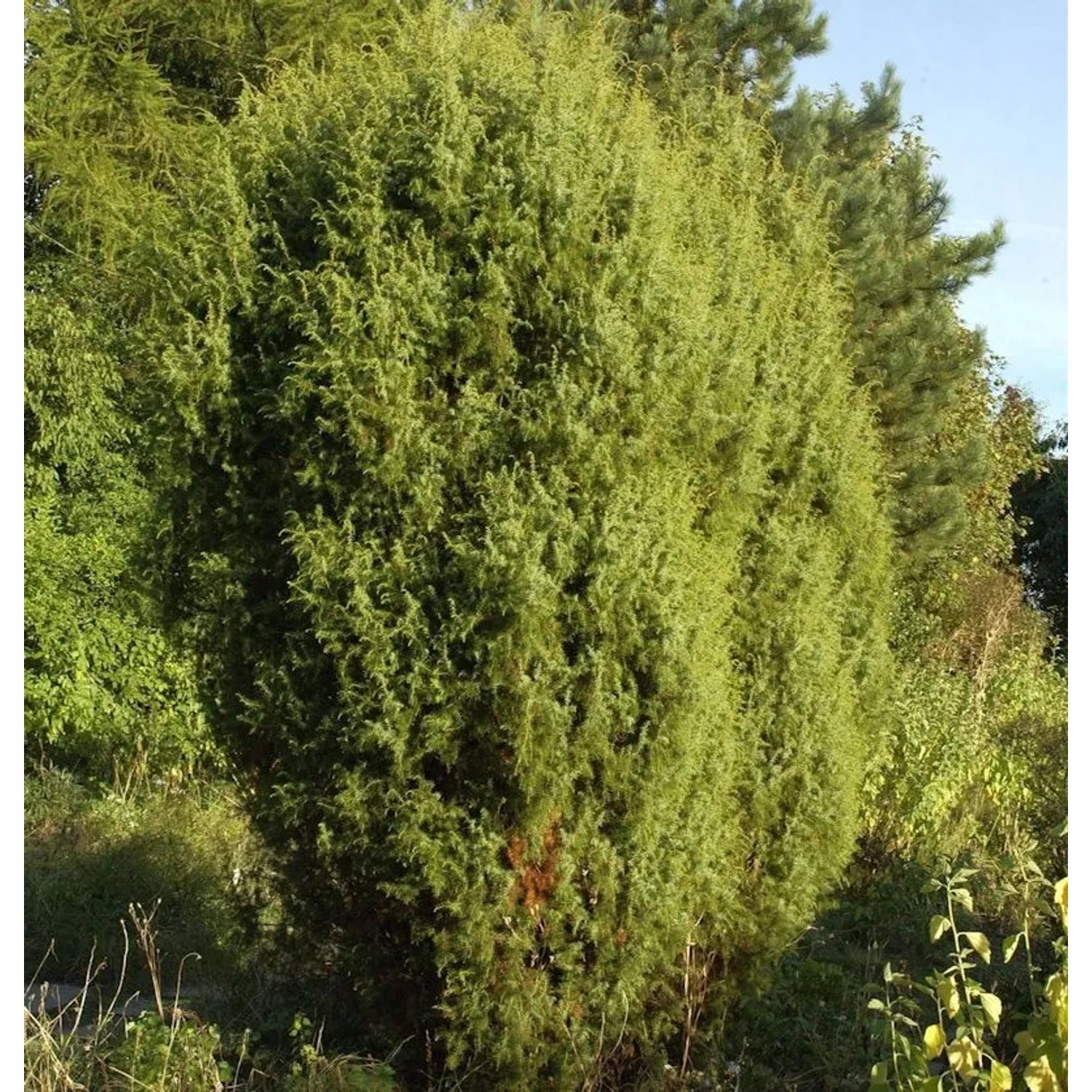 Gemeiner Wacholder 100-125cm - Juniperus communis