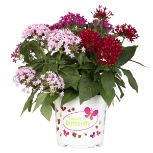 Fünfstrahlstrauch Trio im Topf mit rosa, pinken und roten Blüten. Sommerpflanze für Kübel.