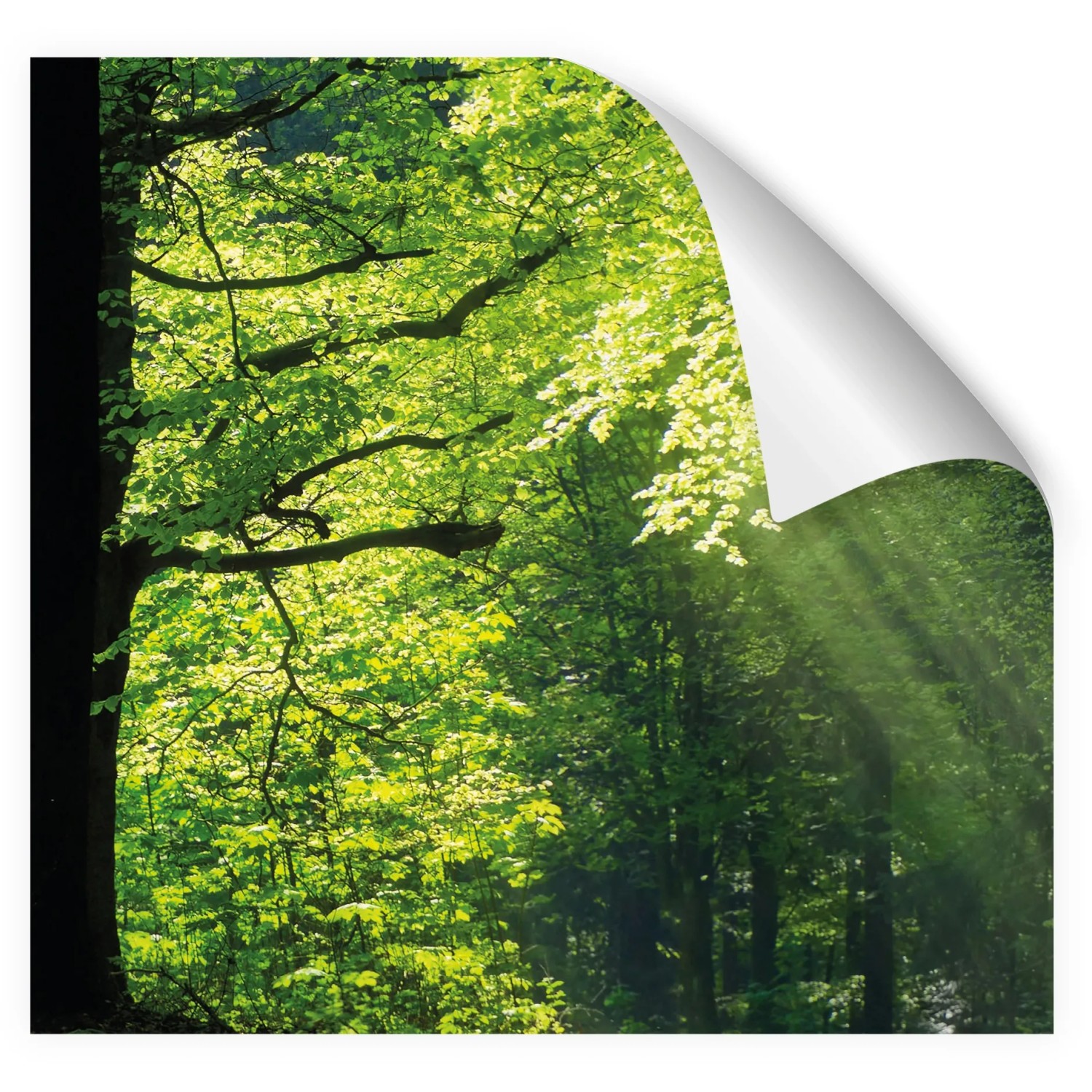 Myspotti Küchenrückwandfolie Sommerwald, selbstklebend, 280x60 cm, mit Waldmotiv.