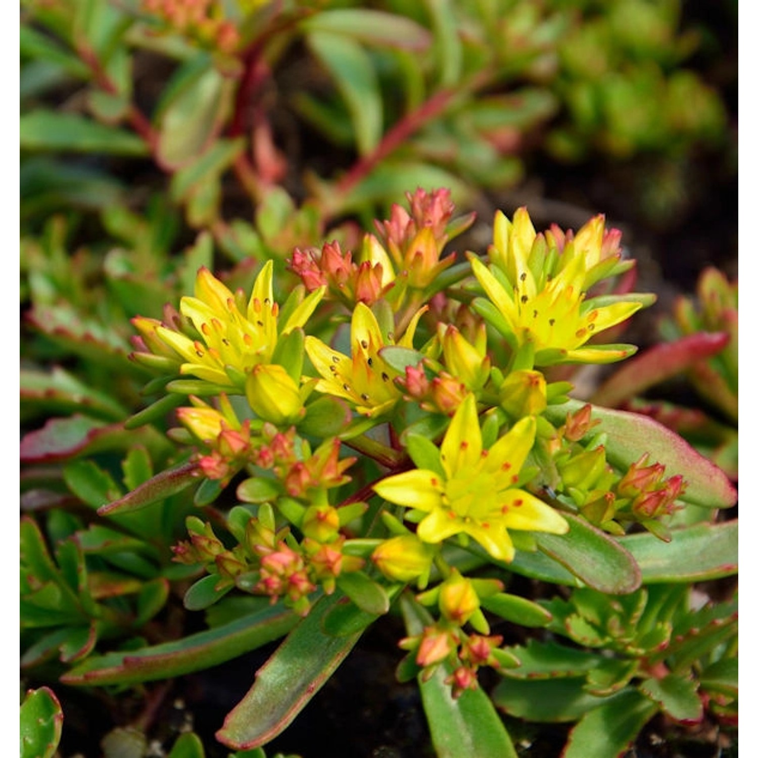 Fetthenne Weihenstephaner Gold - Sedum floriferum günstig online kaufen