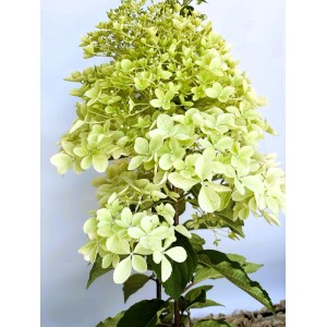 Baumfink Rispenhortensie Phantom als Topfpflanze 60-80cm