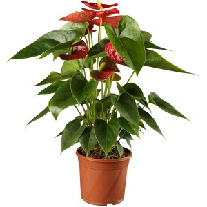 Anthurie (Flamingoblume) mit roten Blüten im braunen Topf, Topfgröße ca. 17 cm.