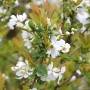 Prachtspiere Snow White mit weißen Blüten und grünen Blättern. Strauch für den Garten.