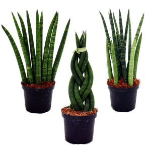 Exotenherz Sansevieria Cylindrica 3er Set im Topf, Bogenhanf und Schwiegermutterzunge.
