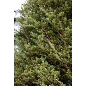 Detailaufnahme der japanischen Hemlocktanne Tsuga Diversifolia Minikin, 40–50 cm hoch.