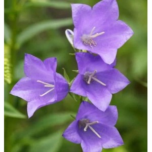 Nahaufnahme der blauen Blütenstände einer Pfirsichblütigen Glockenblume (Campanula perscifolia).