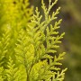Detailaufnahme der Chamaecyparis lawsoniana 'Romana', einer grünen Heckenpflanze.