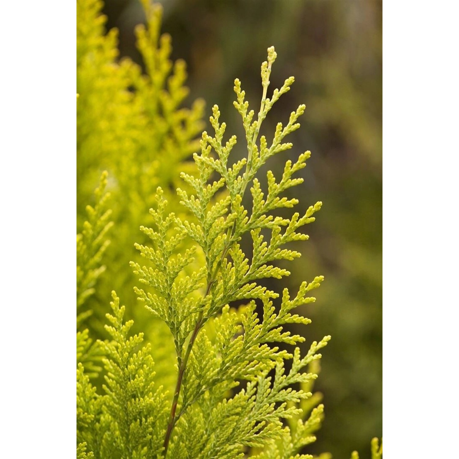 Chamaecyparis lawsoniana 'Romana' 150-175 cm günstig online kaufen