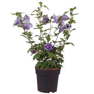 Garteneibisch Blue Chiffon im Topf, ca. 50-60 cm hoch, mit zarten, blauen Blüten.