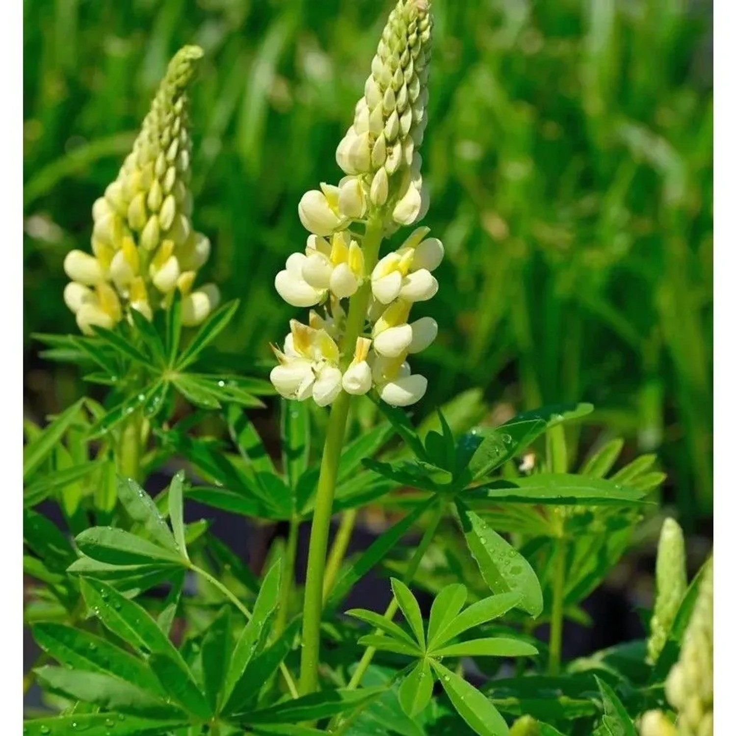 Gartenlupinie Kronleuchter - Lupinus polyphyllus