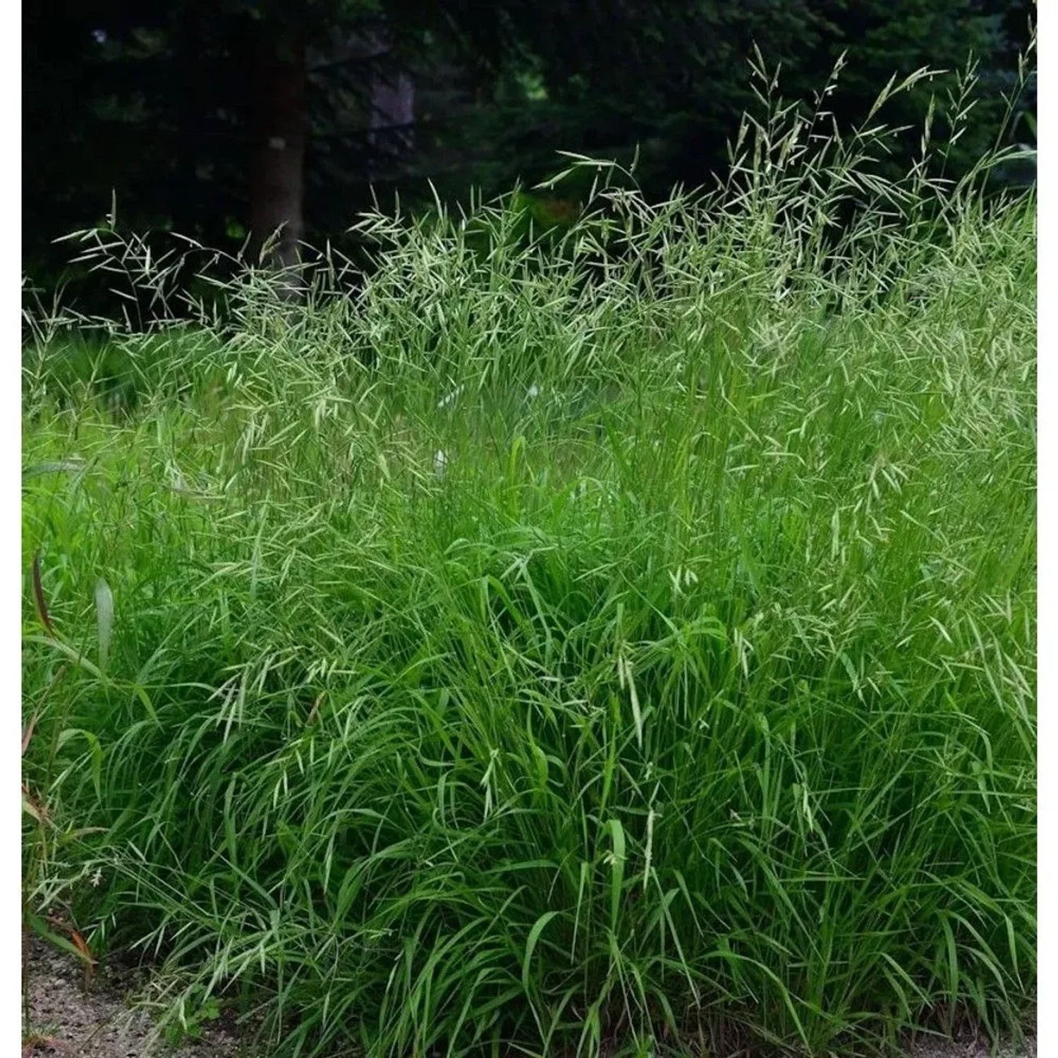 Wald Zwenke - Brachypodium sylvaticum