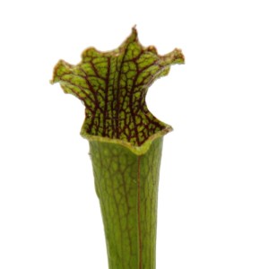 Schlauchpflanze Sarracenia Farnhamii im 9cm Topf, eine fleischfressende Pflanze mit grünen Schläuchen.