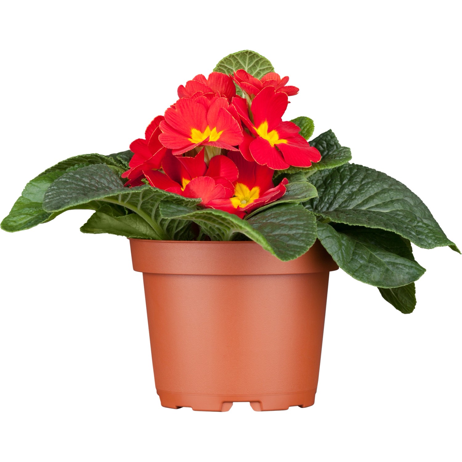 Kissen-Primel Rot Topf Ø ca. 11 cm Primula acaulis günstig online kaufen