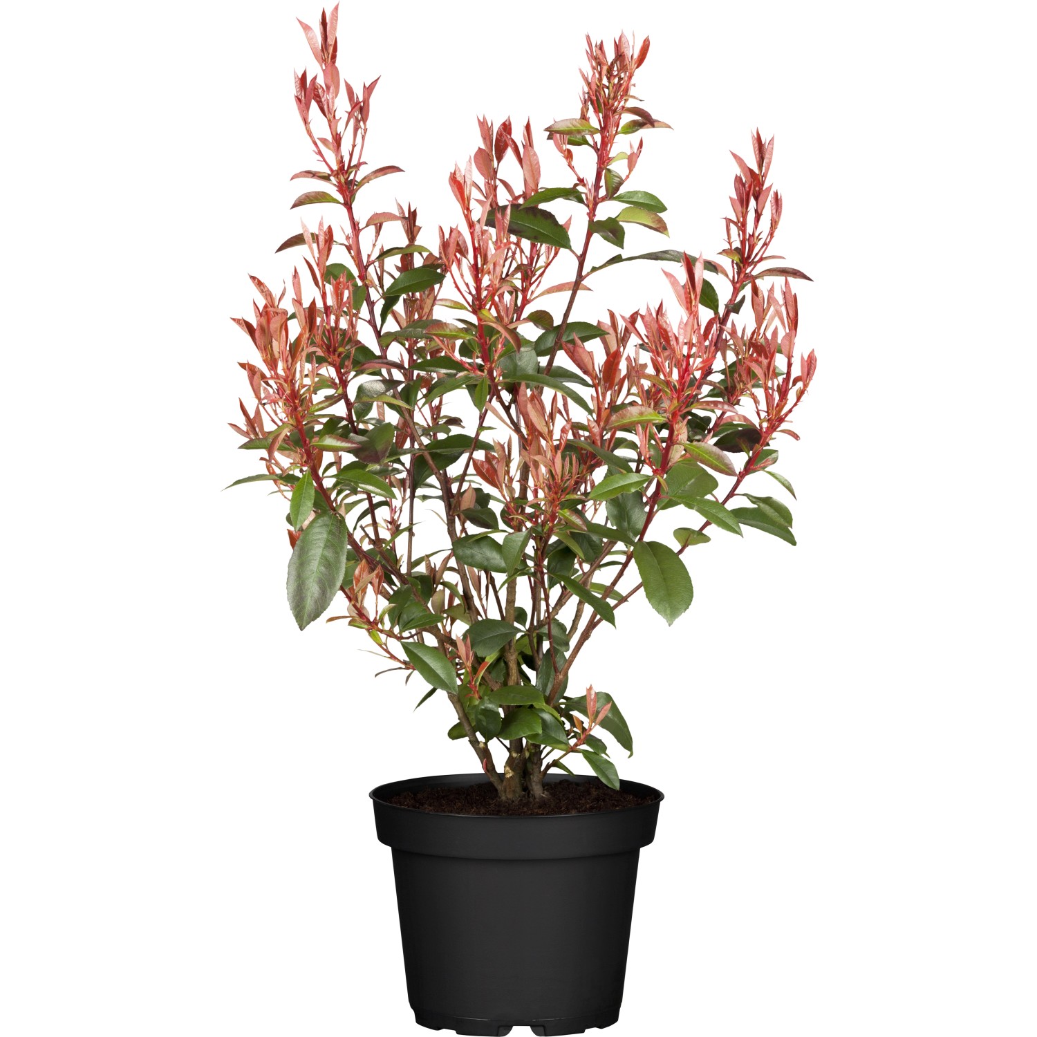 Glanzmispel Compacta Höhe ca. 30 - 40 cm Topf ca. 3,4 l Photinia