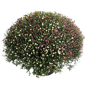 Buschige Herbst-Chrysantheme Quattro von GROW by OBI mit Blüten in Gelb, Weiß, Rot und Pink.