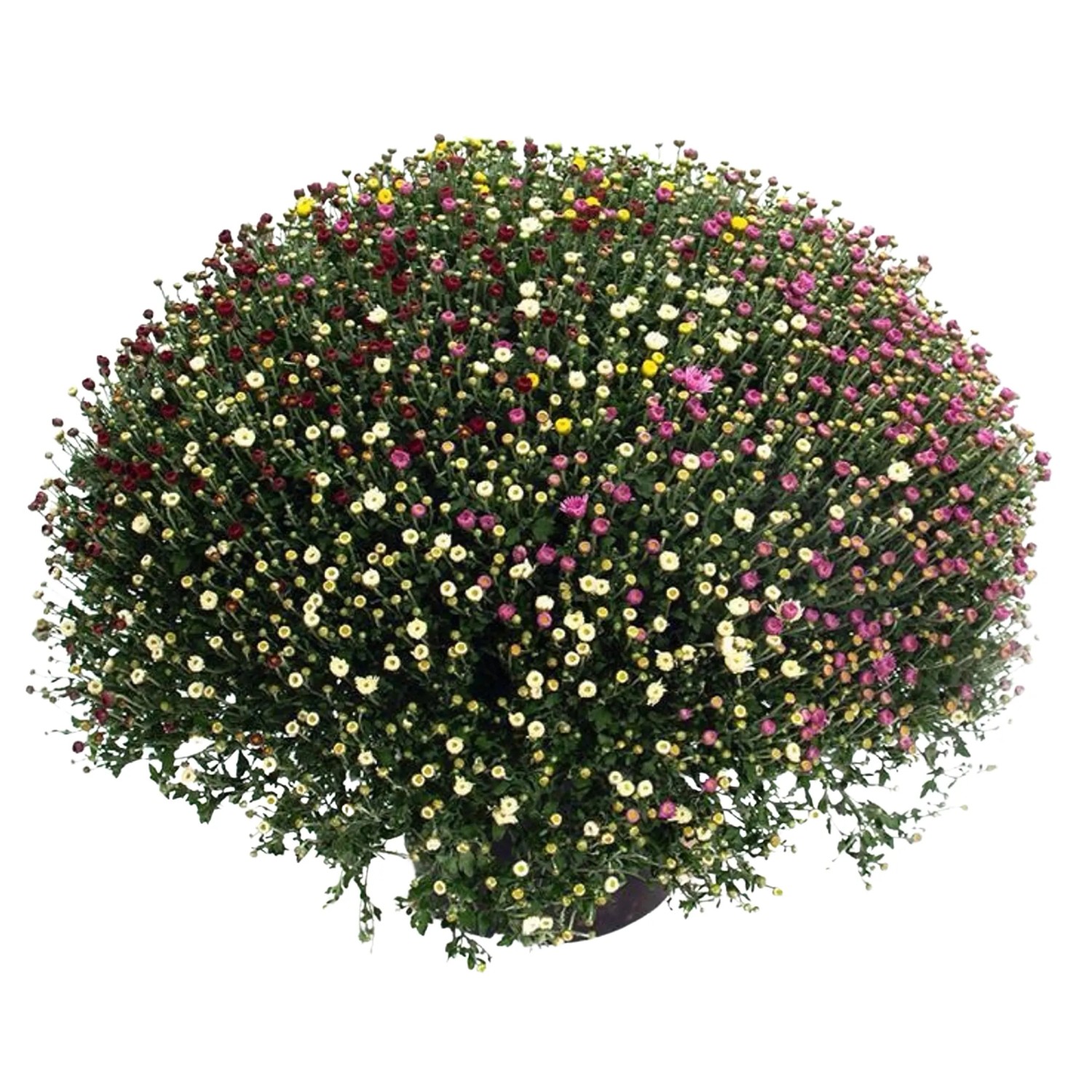 GROW by OBI Chrysantheme Quattro Busch für Kübel 40-60 cm Chrysanthemum indicum kaufen bei OBI