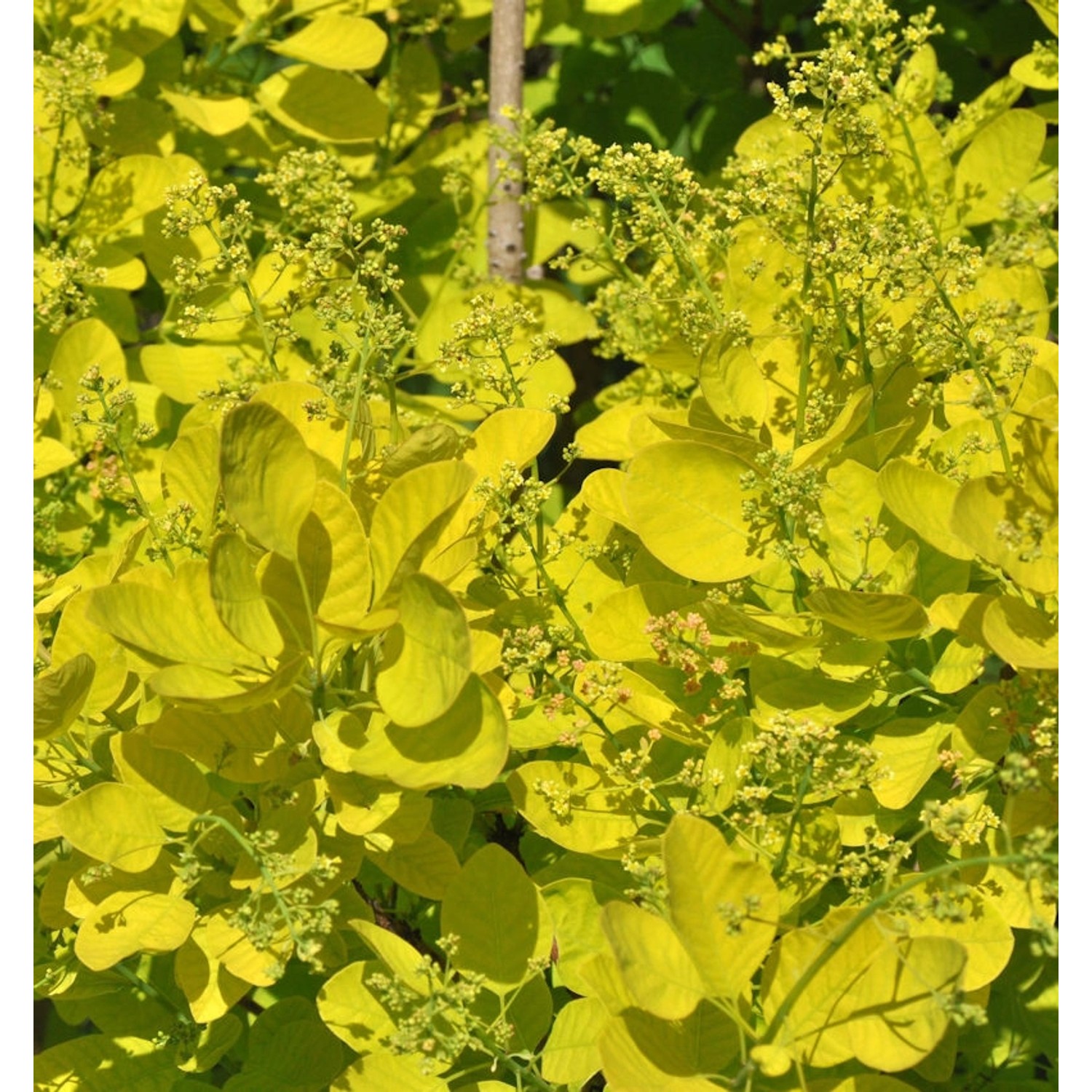 Perückenstrauch Golden Lady 60-80cm - Cotinus coggygria günstig online kaufen