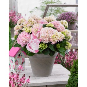 GROW by OBI Hortensie Soft Pink Salsa im Topf, rosa Blütenbälle. Bauernhortensie für Garten und Kübel.