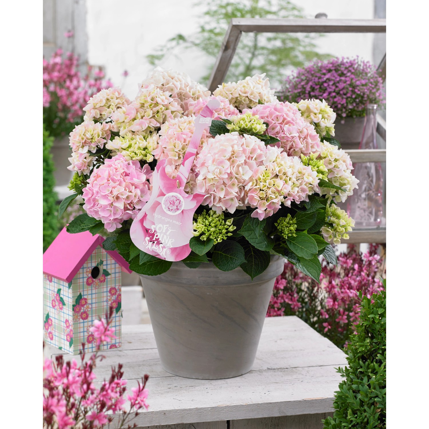 GROW by OBI Bauernhortensie 'Soft Pink Salsa' Topf-Ø ca. 20cm Hydrangea