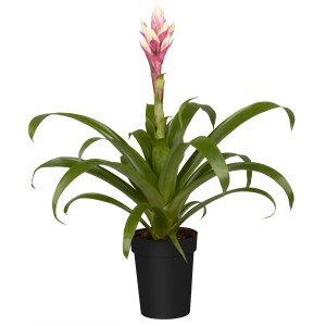 Guzmanie 'Candy' im Topf, eine farbenfrohe Blühpflanze mit rosa Blüte für den Innenbereich.