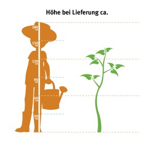 Grafik: Größenvergleich Lebensbaum Smaragd (120-140cm) mit Person und Markierungen der Höhe.