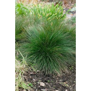 Buschiger, grüner Blauschwingel (Festuca Amethystina) im 9x9 cm Topf.