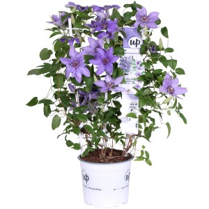 Blühende Waldrebe 'Parisienne Boulevard' im Topf, blau-violette Clematis Kletterpflanze.