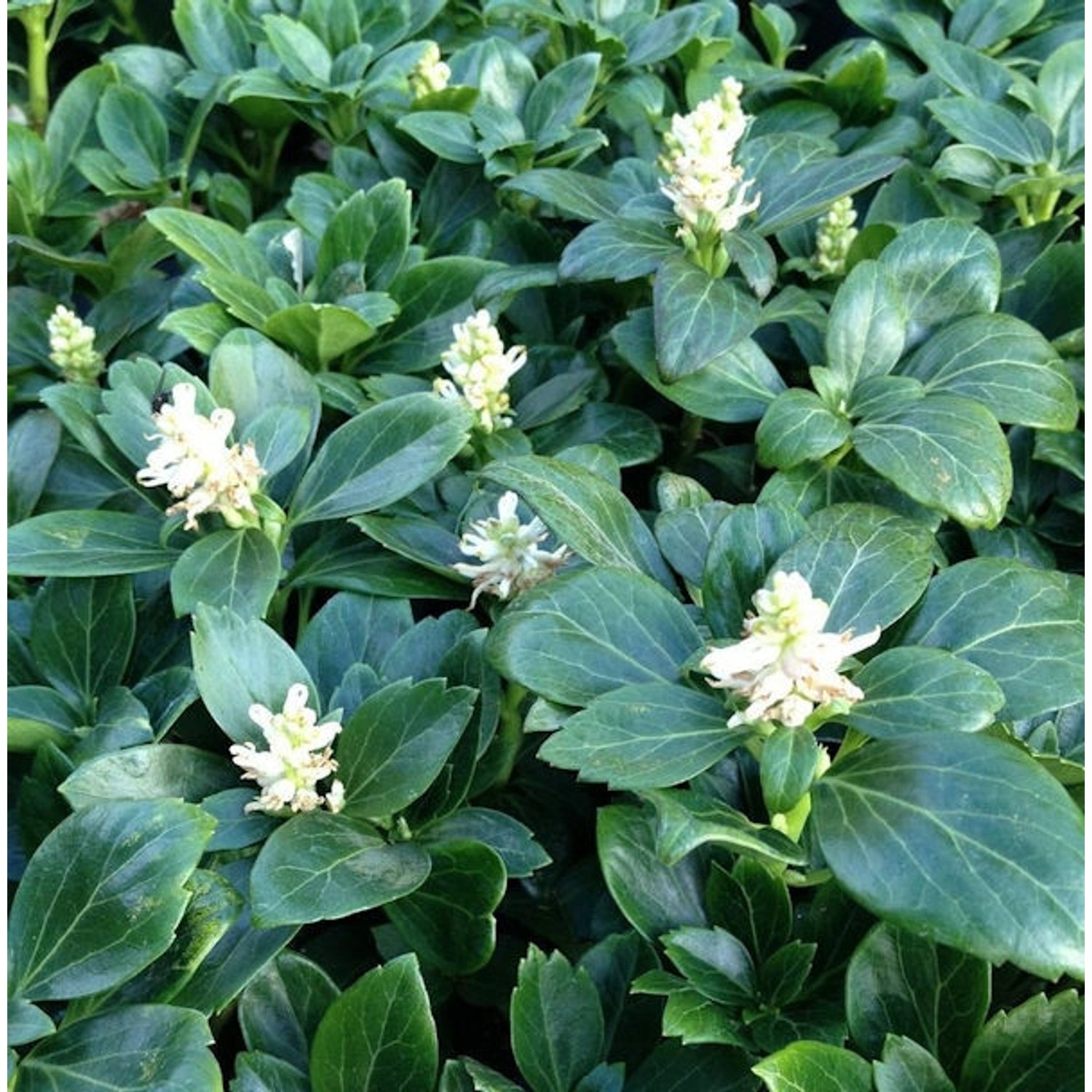 10x Schattengrün Dickmännchen Green Carpet - Pachysandra terminialis günstig online kaufen