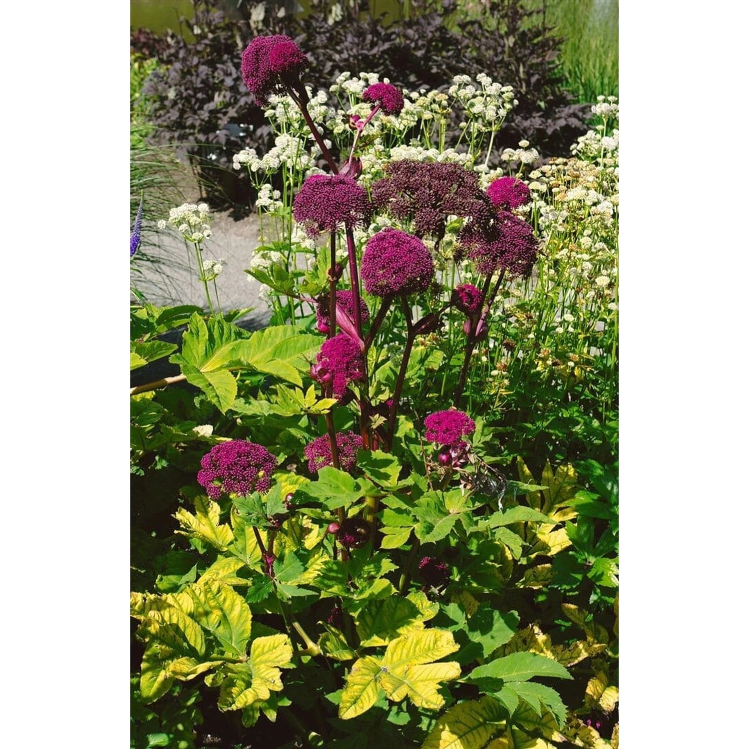 Angelica Gigas Ca. 11x11 cm Topf günstig online kaufen